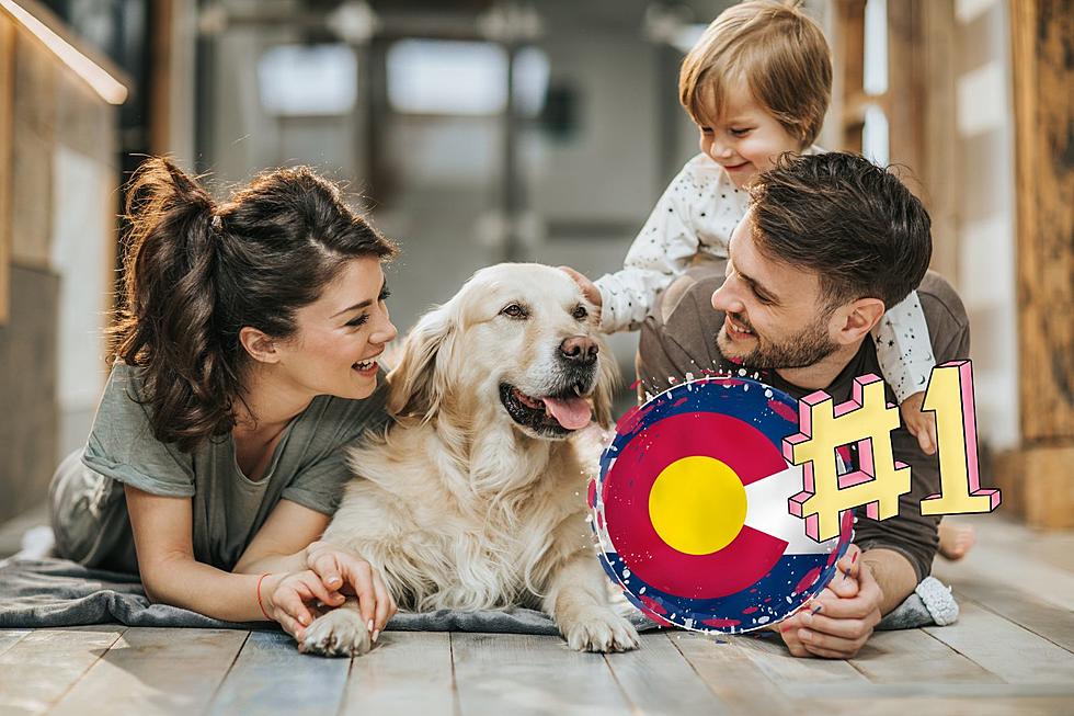 Adopting a Dog? You Most-Likely Live in Colorado