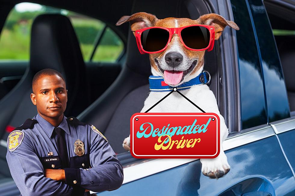 Colorado Man Pulled Over for Drinking + Driving, Blames Dog