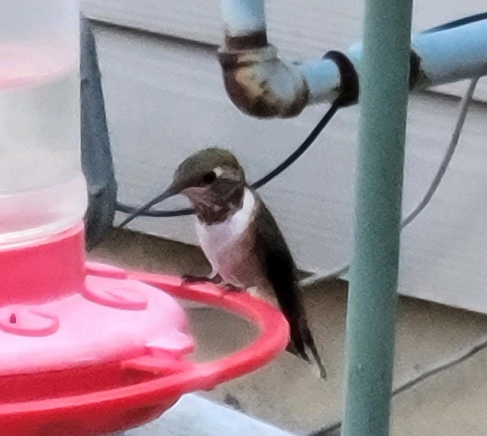 Are Hummingbirds Native to Colorado?