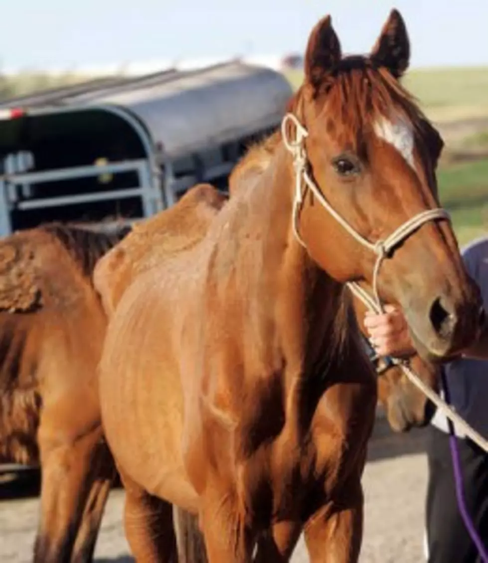 Pasco Horse Rescue Update [VIDEO]