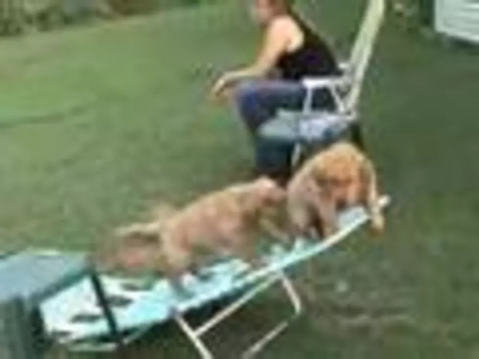 Golden Retriever Puppies &#8211; Wipe Out! [VIDEO]