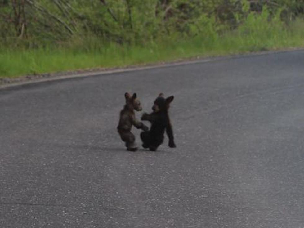 Tribute To Hope The Bear Tiny Bear Cubs Have Adorable Wrestling Match [VIDEO]