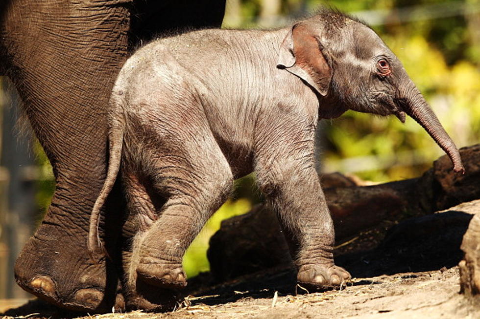 Goodbye Lola – Baby Elephant’s Death Reveals Deep Empathy of Species