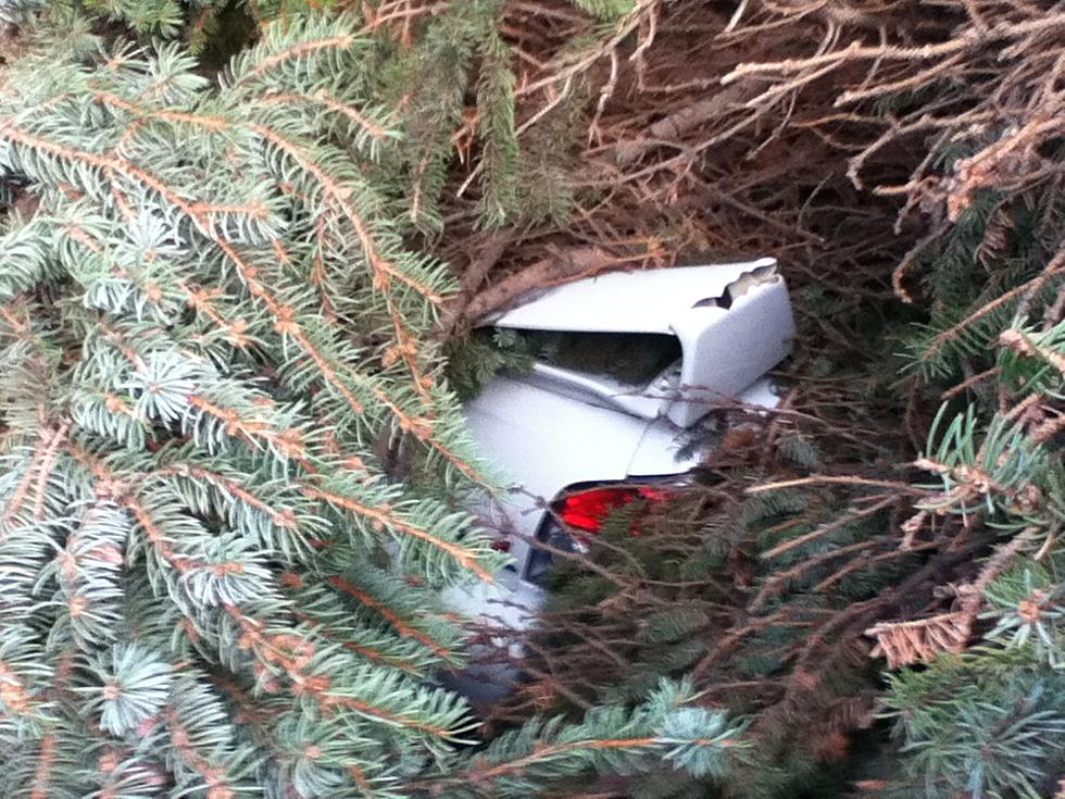 A Car Is Hiding Under This Fallen Tree!