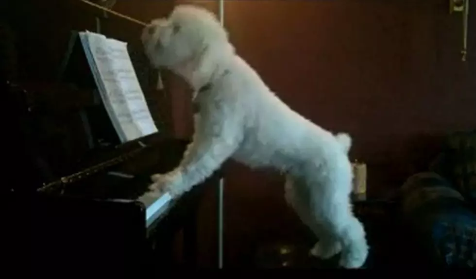 Watch this Adorable Dog Play the Piano and Sing!