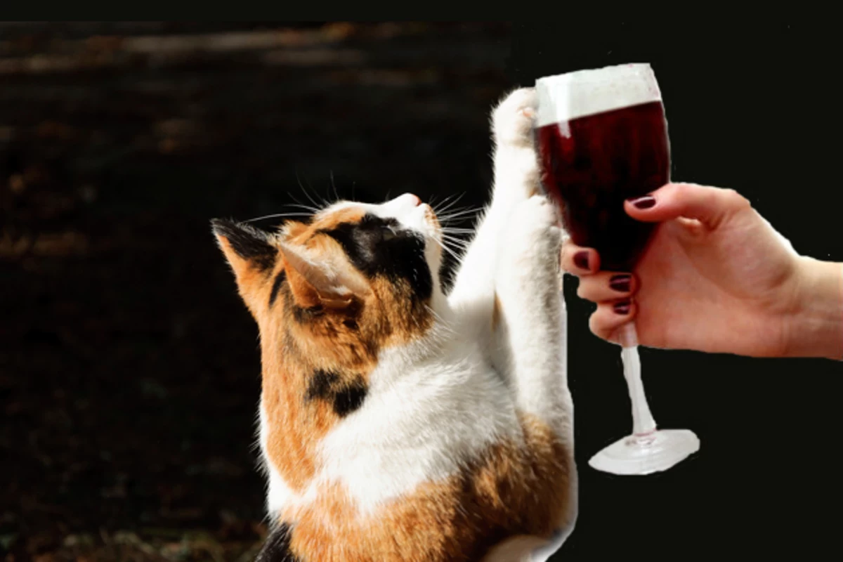 Кошки пьют лапой. Котик с шампанским. Кот с бокалом. Животные с бокалом. Кот с пивом.