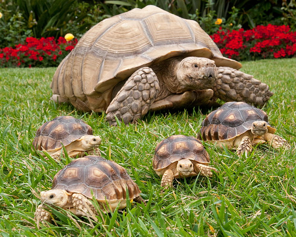 My Favorite Pet of All Time Was Baxter, an African Sulcata Tortoise