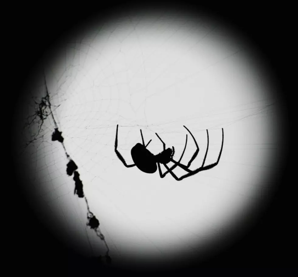 7 Safest Ways to Repel Spiders