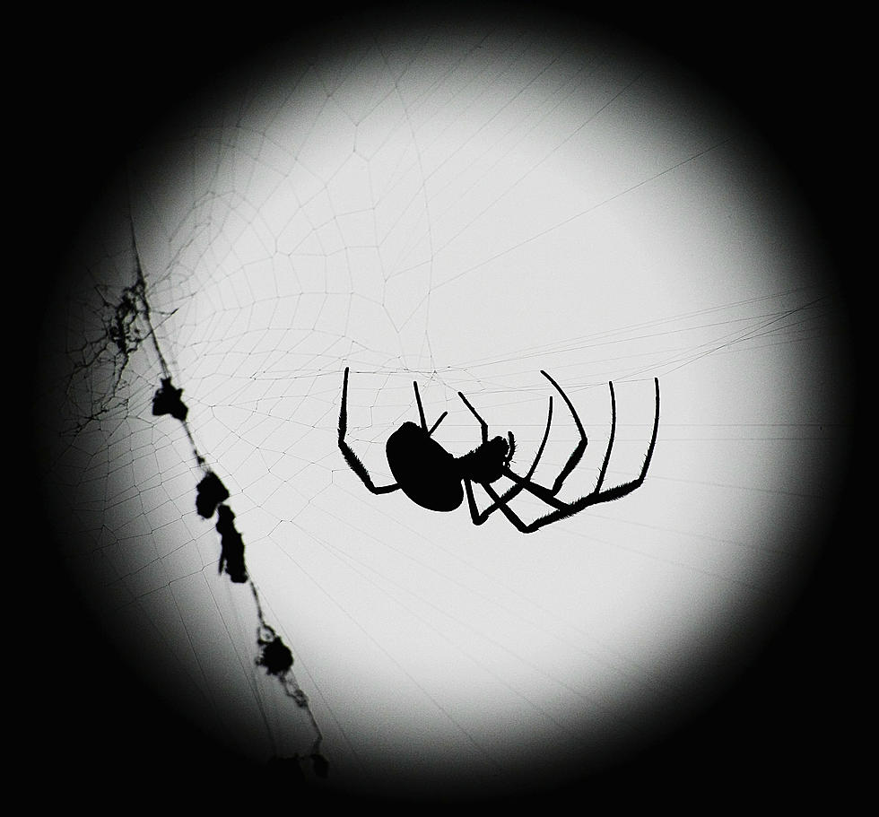 7 Safest Ways to Repel Spiders