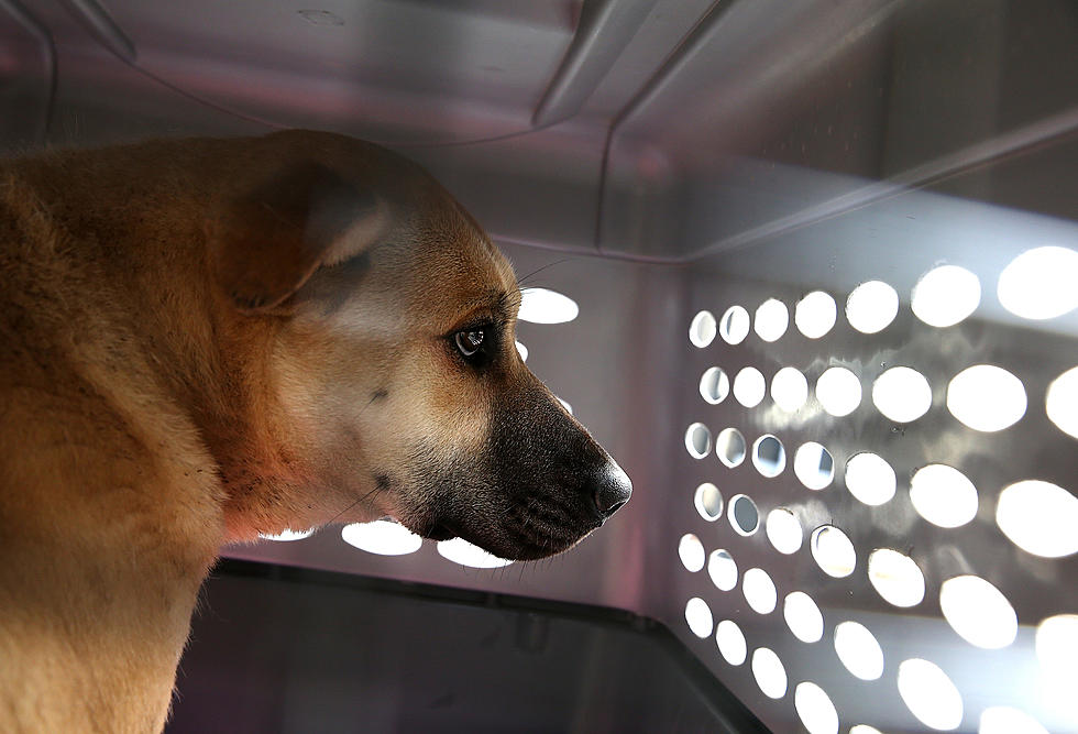 Dogs Raised to Be Eaten in Korea Now Safe at Local Humane Society