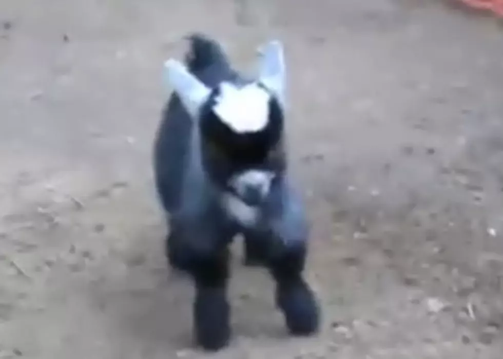 Adorable Bouncing Baby Pigmy Goats-Too Cute Not to Watch! [VIDEO]