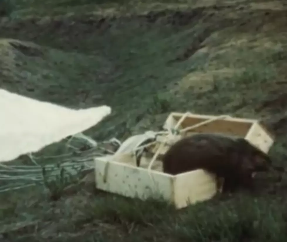 1950’s Idaho Beaver Relocation Parachute! [VIDEO]