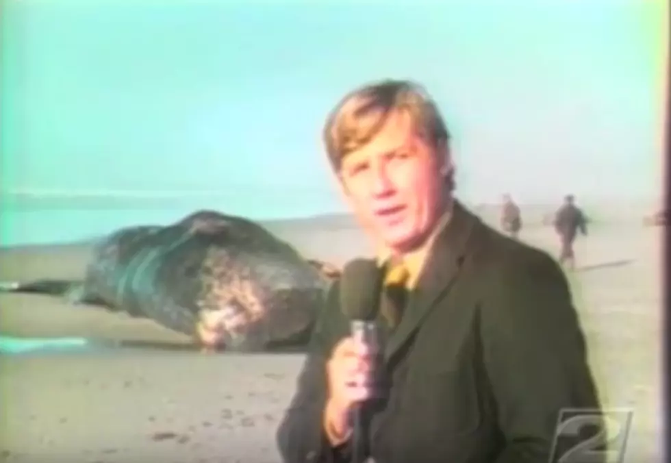 Oregon Blows Up Dead Whale With Dynamite (Bad Idea) [VIDEO]