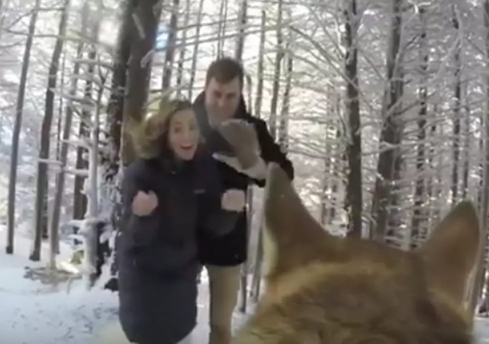 Couple Lets Dog Video Wedding and It&#8217;s Excellent!