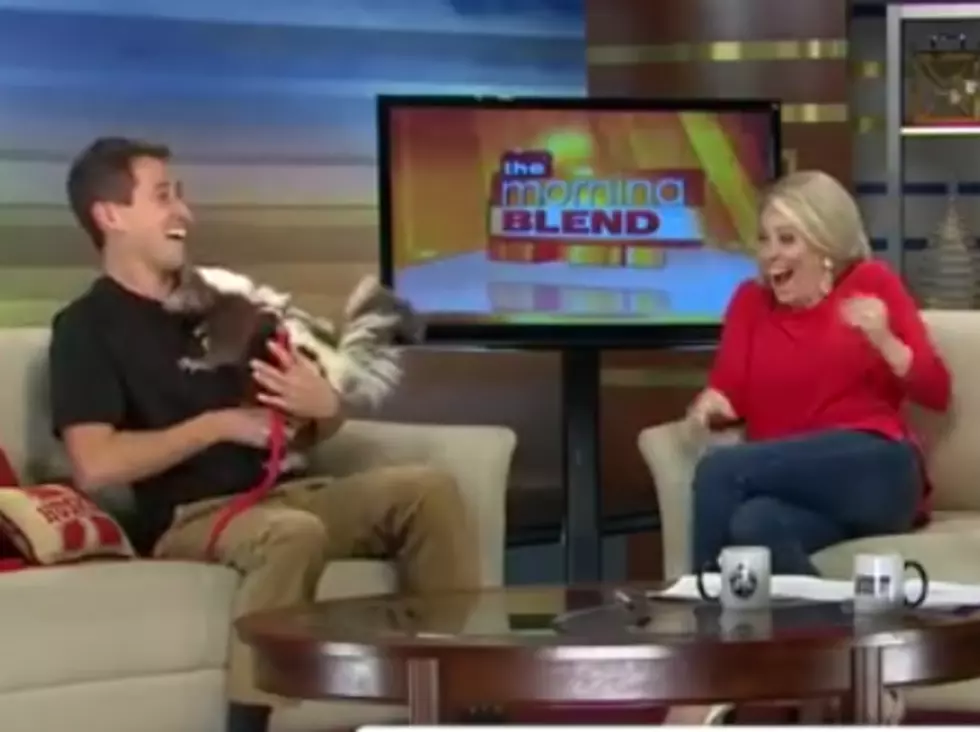 TV Show Gets Surprise Skunk Spray! [VIDEO]