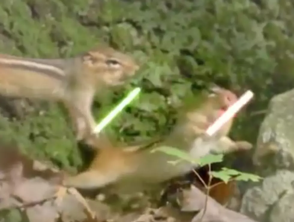 Jedi Chipmunks Have the Force! [VIDEO]