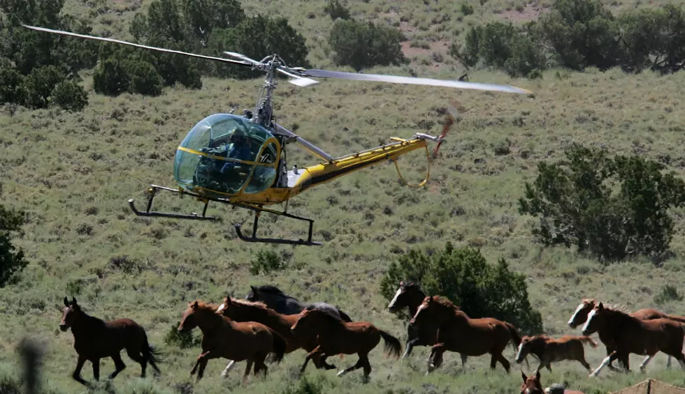 Oregon to Capture 1,400 Wild Horses, Here’s How to Adopt One!