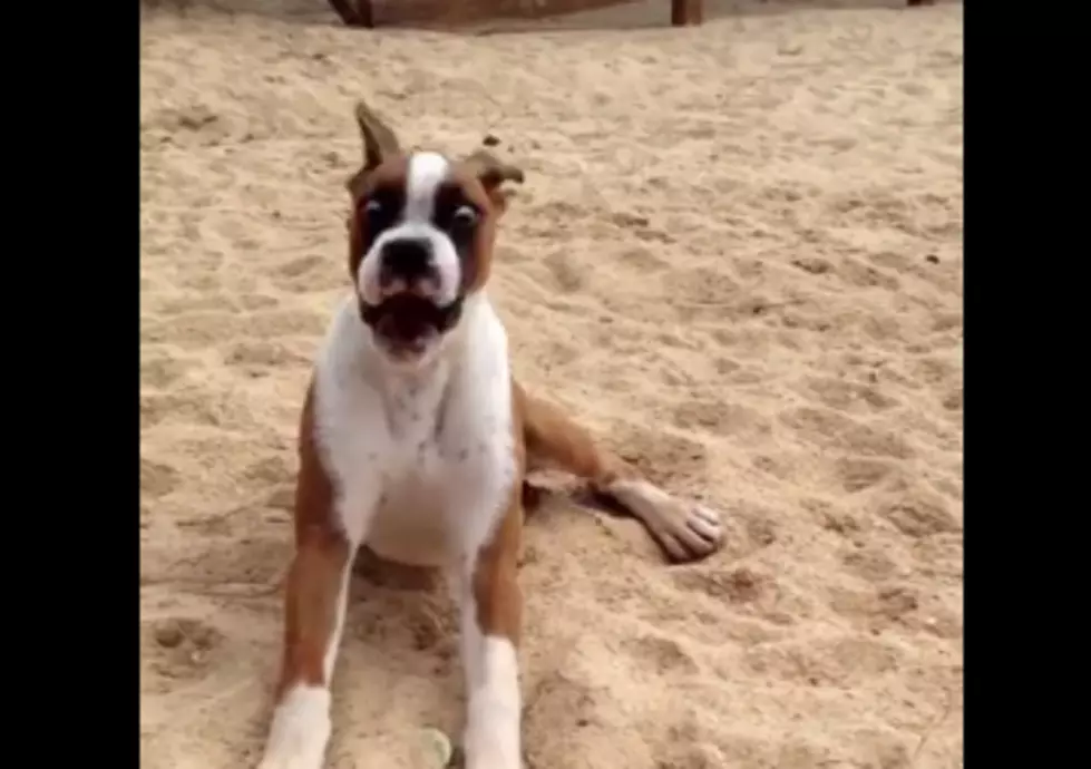 Boxer Pup has Hilarious Reaction to Eating a Lime! [VIDEO]