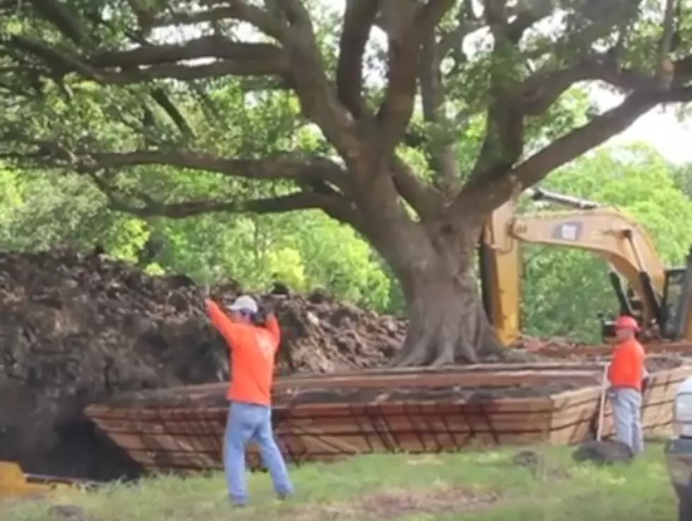 Amazing Crew Moves and Saves 100 Year Old Tree [VIDEO]
