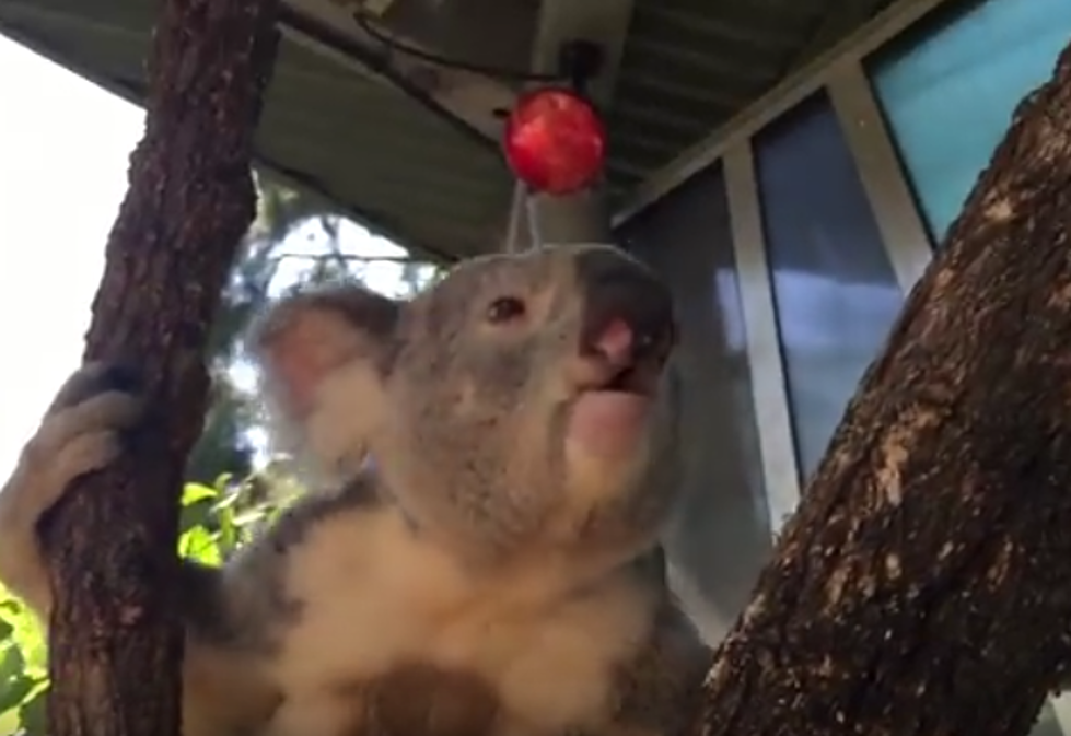 This Koala Bear Makes Funny Mating Call Sounds! [VIDEO]
