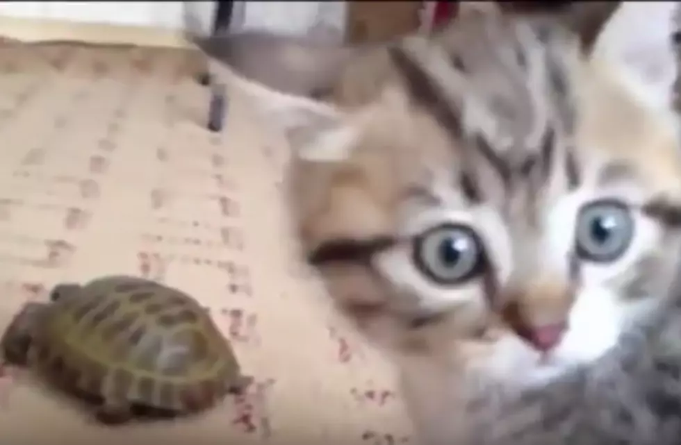 Epic Cat vs Turtle Video is a Good Chuckle