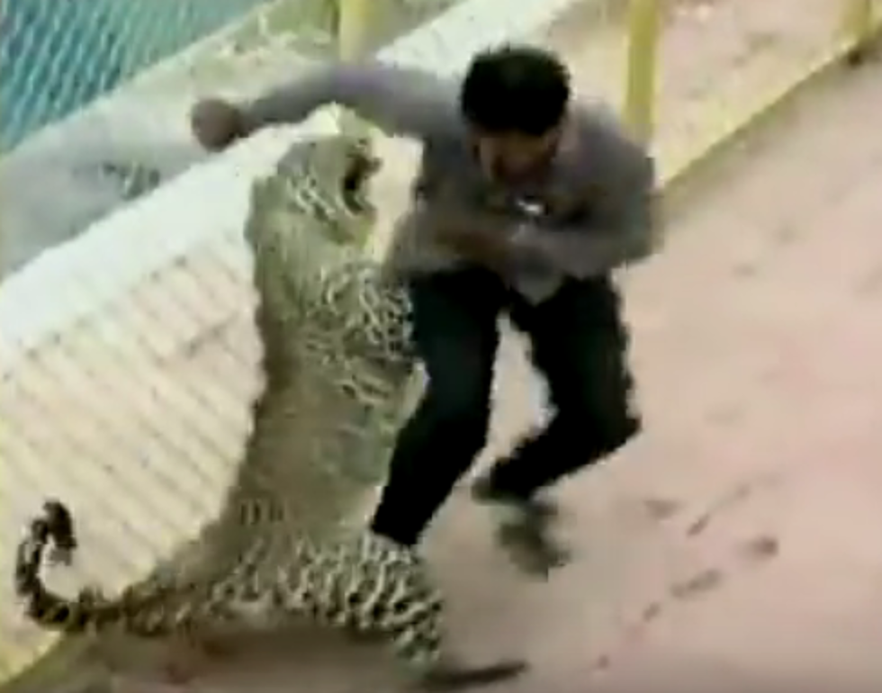 Leopard Attacks Six People in India [VIDEO]