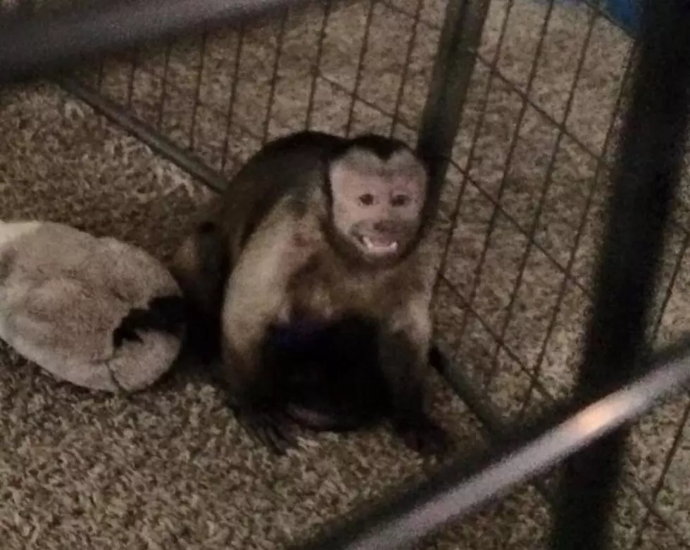 Exotic Monkeys Confiscated in Pasco