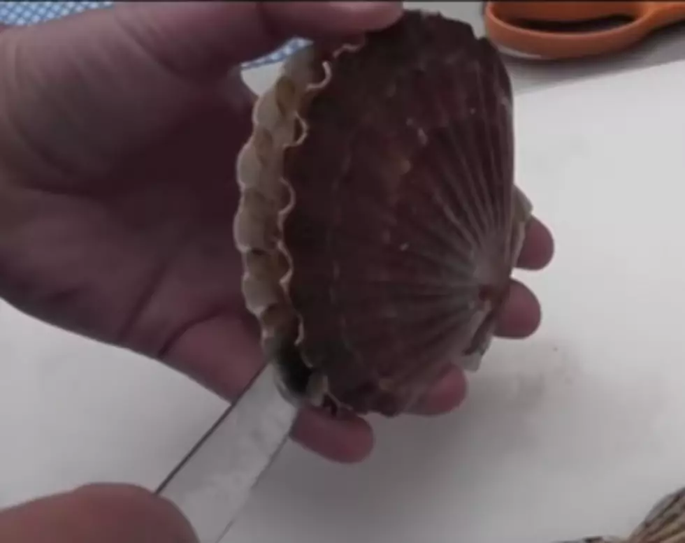 What Scallops Look Like Before Dinner! [VIDEO]