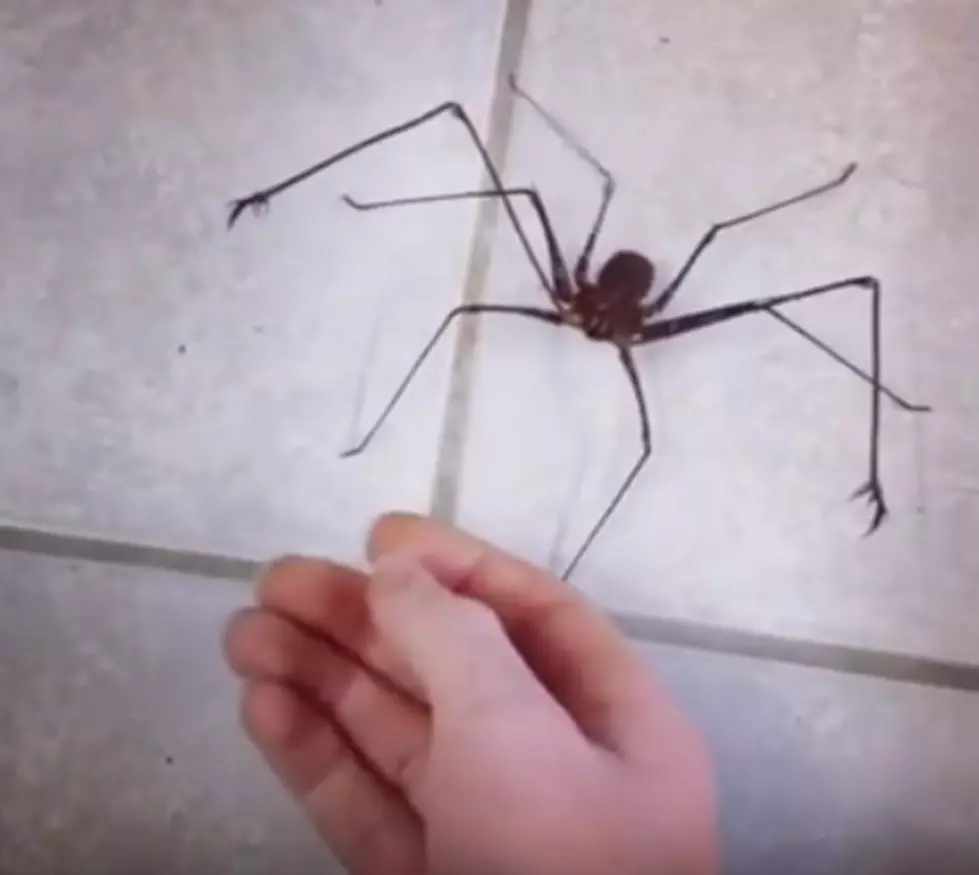 Watch-The Whip Scorpion is a Great Pet