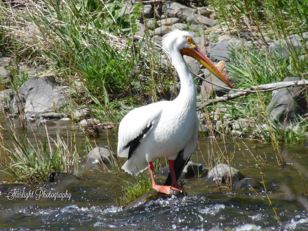 Look at the Horn on This Umatilla Pelican&#8230;Here&#8217;s Why You Never See It.