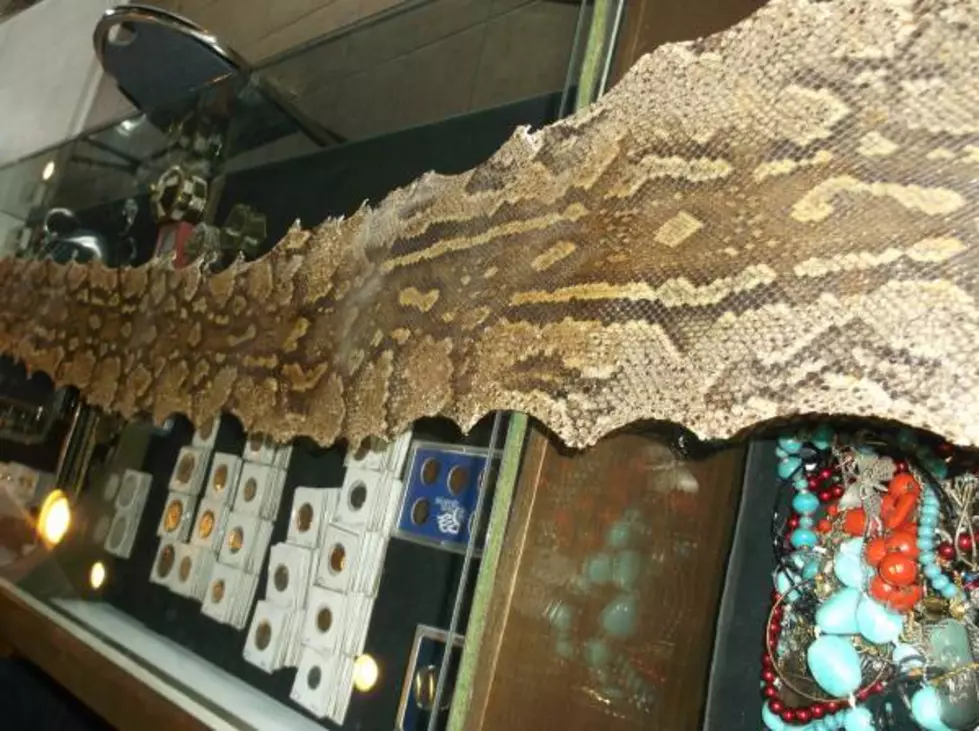 Weird: 12-Foot Anaconda Snake Skin for Sale on Tri-Cities Craigslist!