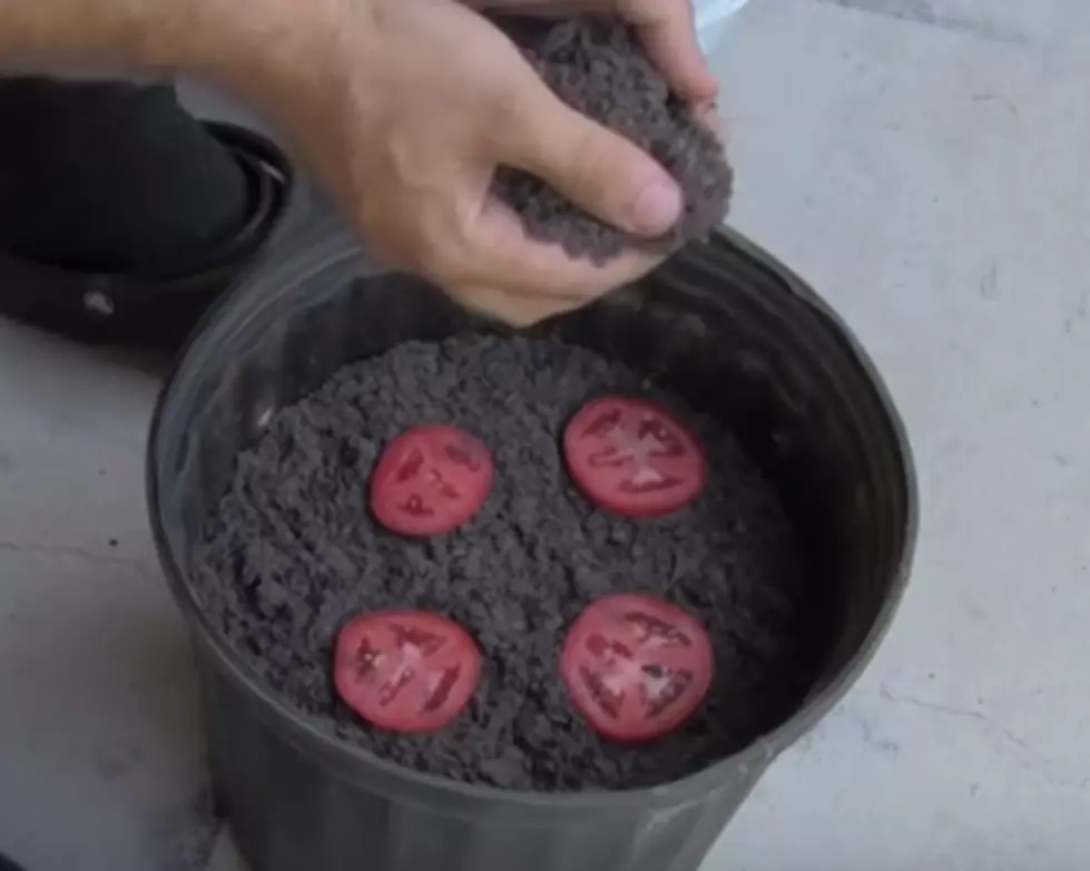 Easiest Way to Plant Tomato Seeds! [VIDEO]