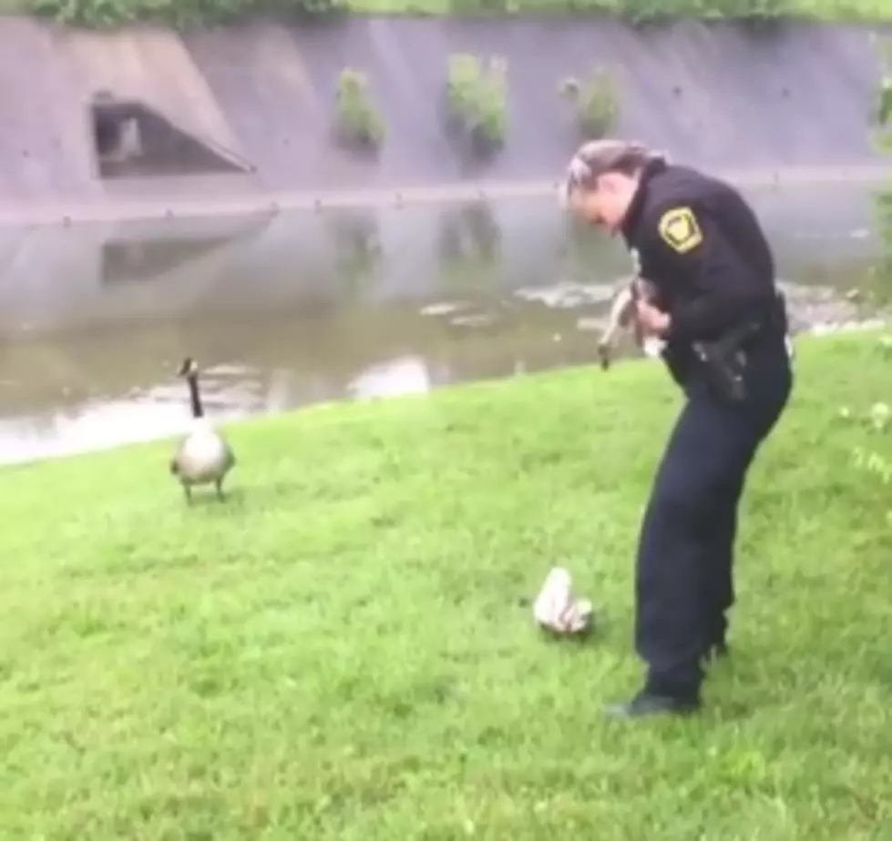 Mother Goose Leads Cop Right to Her Stranded Baby [VIDEO]