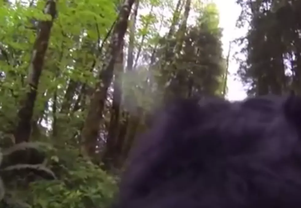 Bigfoot Caught on Video? I Think It’s FAKE
