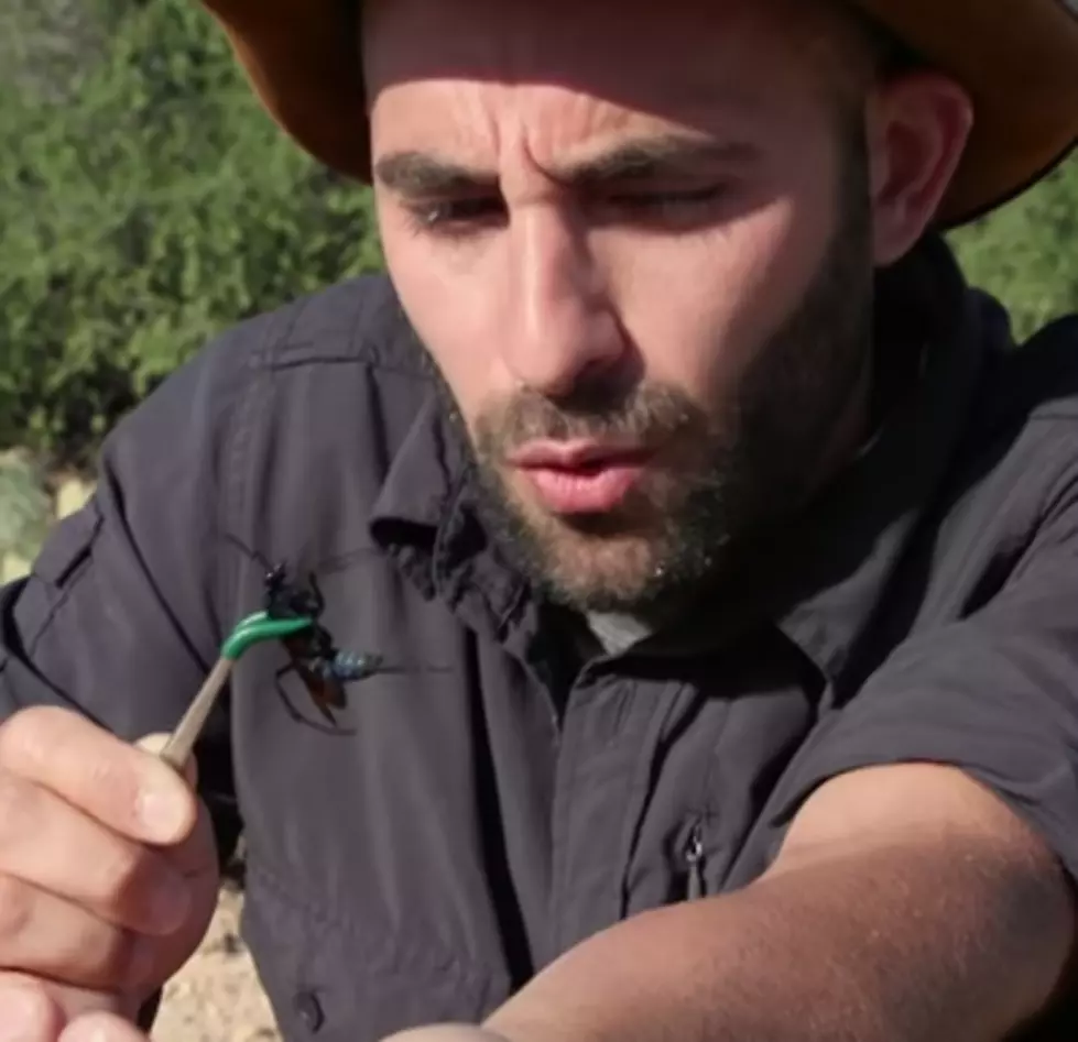 Man Allows a Very Dangerous Wasp Sting His Arm&#8230;.WHY?!!! [VIDEO]