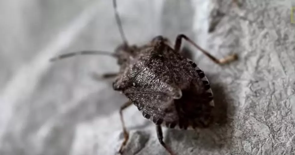 Record Numbers of Stink Bug Complaints in Washington State