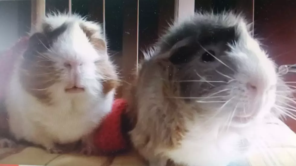 Two Guinea Pigs Discussing Pumpkin Spice Will Make You Laugh