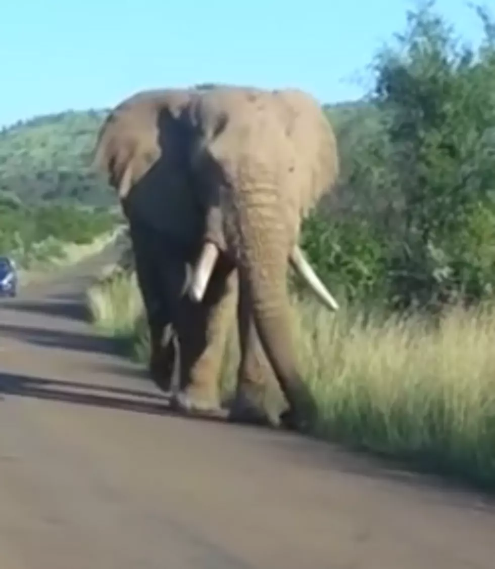 See How This Elephant Squishes a Car [VIDEO]