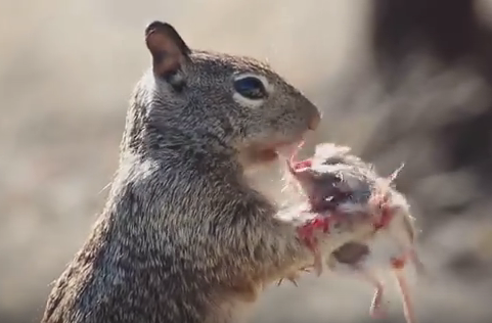 I Just Never Knew a Squirrel Would Eat a Mouse!