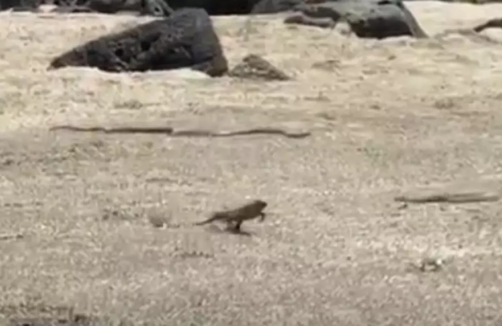 Seahawks Audio With Iguana Escape Video is Hilarious!