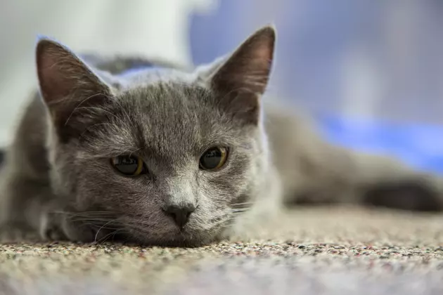 How Cleo the Cat Made it From Pendleton to Bellingham for Christmas!
