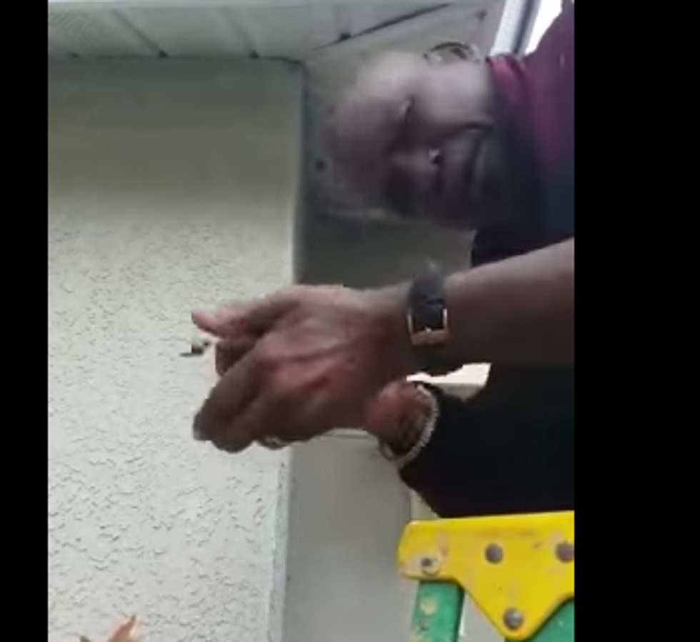Man Destroys Wasp Nest With His Bare Hands!