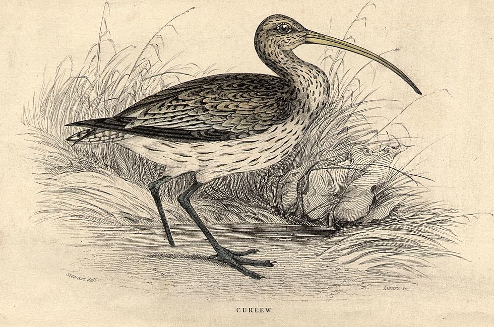 Curlew Day Today At Umatilla Wildlife Refuge