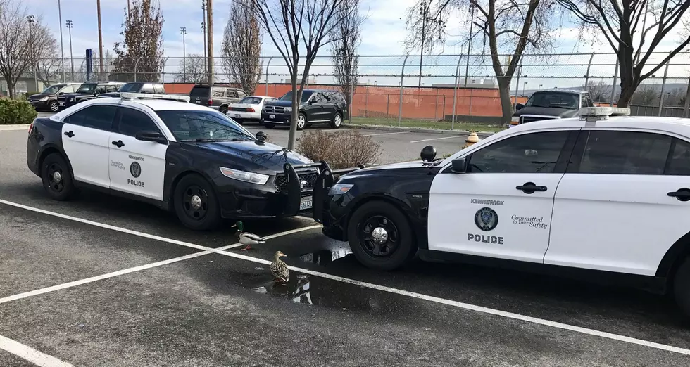Ducks Return To Same Kennewick Police Lot Proves Few Safe Places Left In Tri-Cities