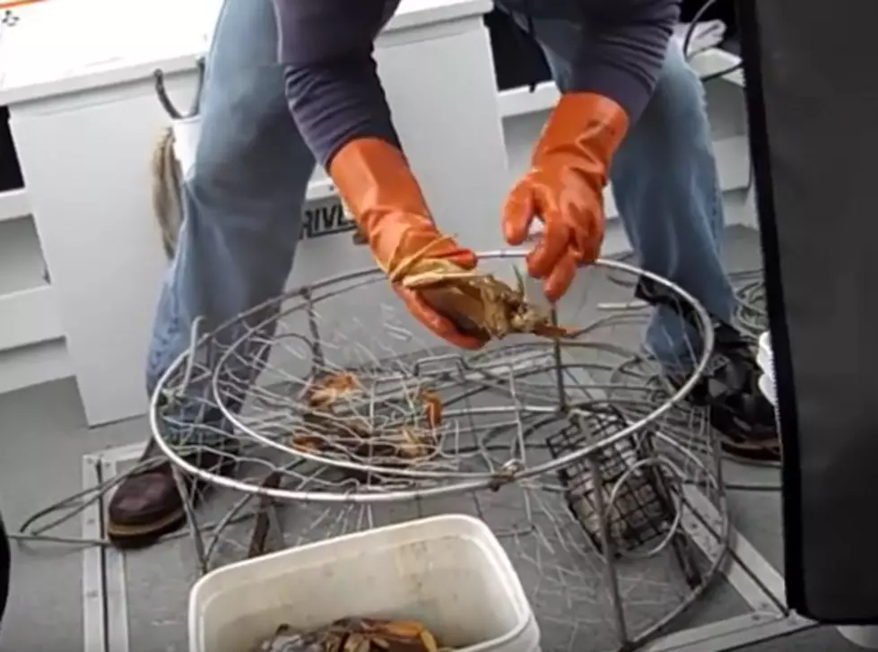 Puget Sound Crab Season Starts Friday!