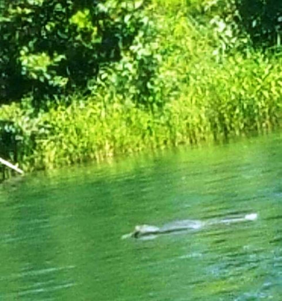 Kayakers Spot GATOR Near Rimrock Lake and Capture Photo!
