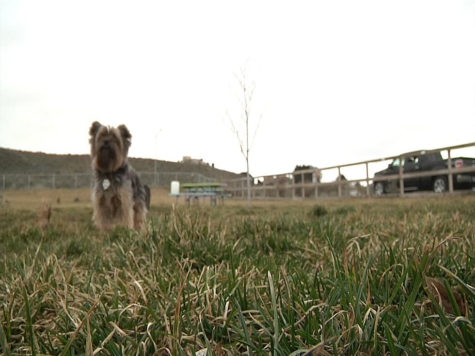 Richland Badger Mountain Dog Park Second Phase Now OPEN!