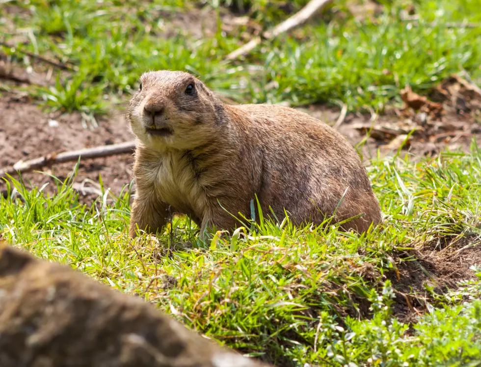 Walla Walla Dude Pumps Engine Exaust Down Vermin Holes&#8230;But Why?