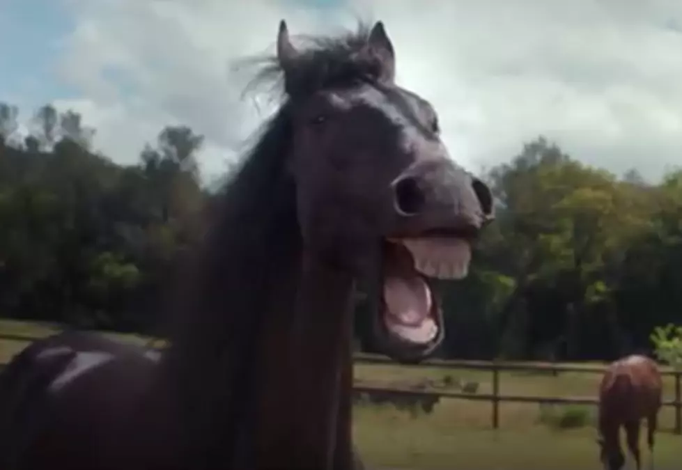 Laughing Horse Commercial Will Leave You Happy!