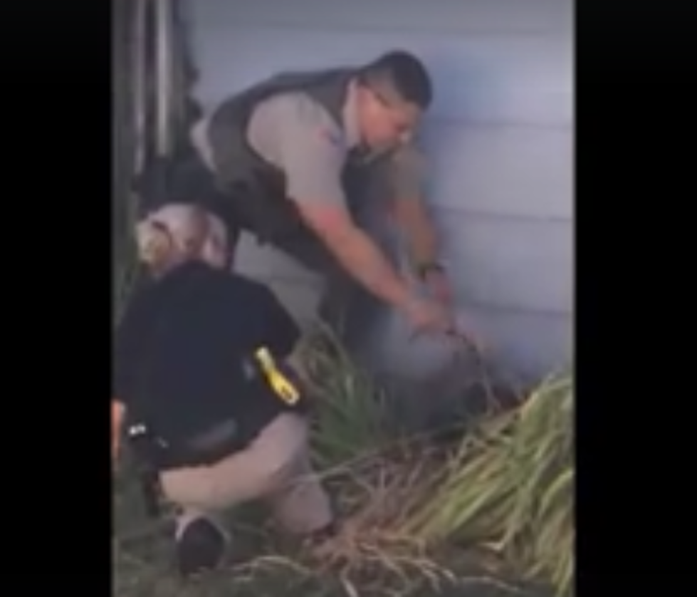 &#8216;Fluffy&#8217; the Porcupine Collared by Othello Cops! [VIDEO]